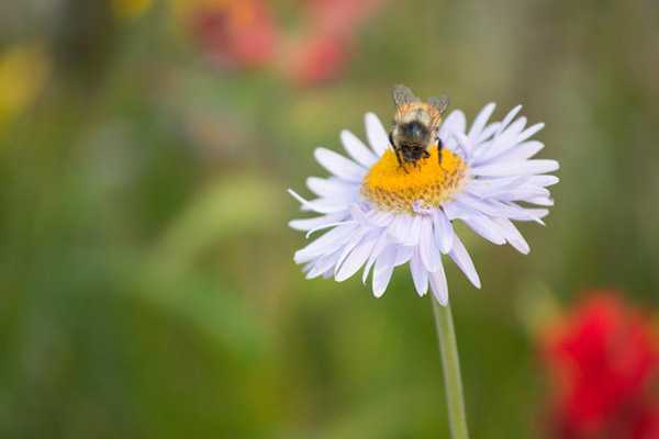 Wildflowers