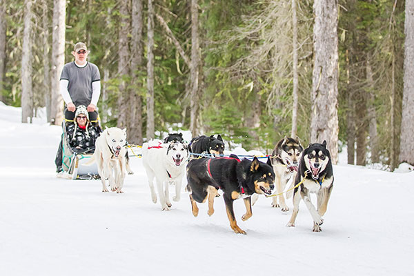 Dog Sled Tours