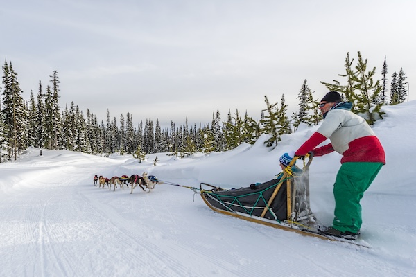 Dog Sledding