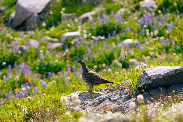 Birds